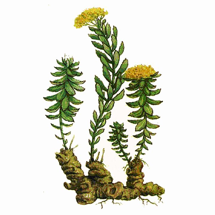 Rosela Rhodiola -Extrakt als Teil des riesigen Gels