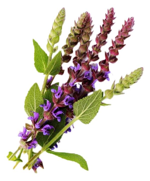 Salvia -Extrakt als Teil des Riesengels